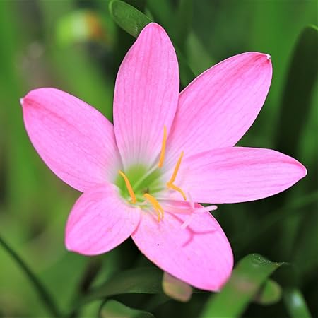SLRIPL | Zephyranthes (Rain Lily) | Flower Bulbs (Not Seeds) | Indoor/Outdoor Garden | Light Pink | Pack of 15 Pieces