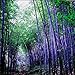 Rare purple Timor Bamboo Seeds Bambusa black bamboo seeds planted courtyard Yi 100 PCS - package