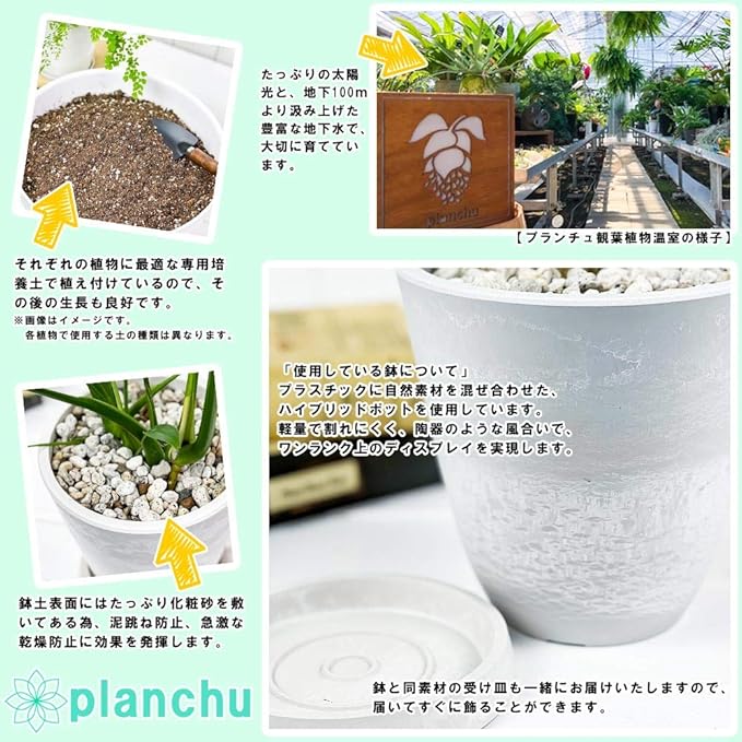 Amazon Co Jp 観葉植物 モンキーツリー 2鉢セット 4号樹脂鉢 ホワイト 受け皿付き 育て方説明書付き Senecio Kleinia Neriifolia セネシオ クレイニア 天竜 多肉植物 Diy 工具 ガーデン Amazon Co Jp 観葉植物 モンキーツリー 2鉢セット 4号樹脂鉢 ホワイト 受け皿付き 育て方説明書付き Senecio Kleinia Neriifolia セネシオ クレイニア 天竜 多肉植物 Diy 工具 ガーデン