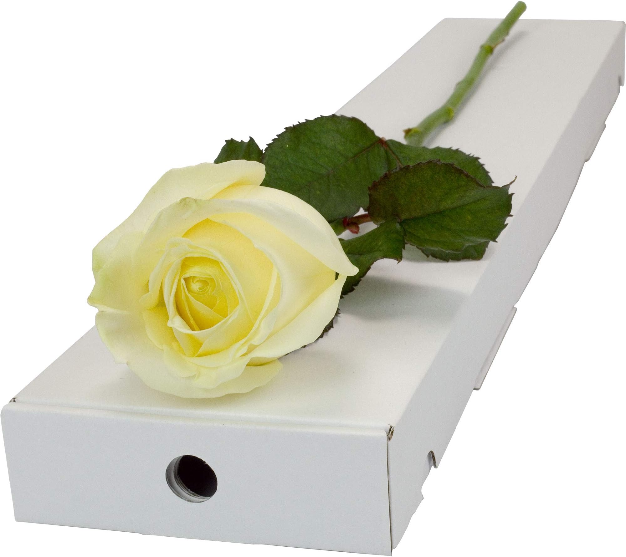 White Rose (Fresh) Presented in a Letterbox Friendly Long Stemmed Single Rose Box and Delivered for Free