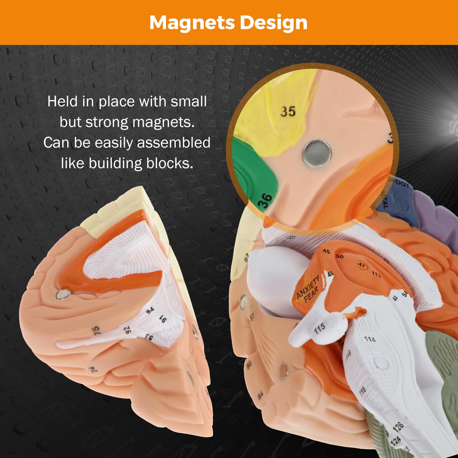 Mua BEAMNOVA Human Brain Model, 2 Times Life Size, for Neuroscience ...