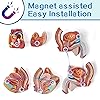 EVOTECH 2024 Newest Deluxe Human Body Anatomical Model, 33.5 Inch 12 Pcs Removable Human Torso Anatomy Model With Heart Head Skull Brain Liver Lungs - View #2