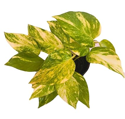 The Four Seasons Scindapsus Goldking Natural Live Good Luck Air - the four seasons scindapsus goldking natural live good luck air purifying money plant in pot epipremnum aureum amazon in garden outdoors