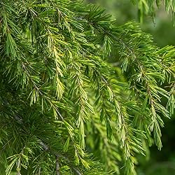 Aromatics International Cedarwood Indian Essential