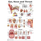 Blue Tree Publishing ENT Anatomy Poster 26"x36"- Laminated Otolaryngology Wall Chart for Ear, Nose &amp; Throat Education, Medical Schools, Audiology Clinics &amp; Patient Consultation