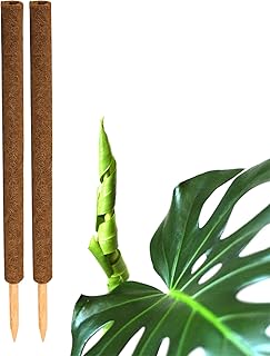 BigDean 2X Kokos Pflanzstab 80cm Rankstab Kokosfaserstab Kokosstab verlängerbar