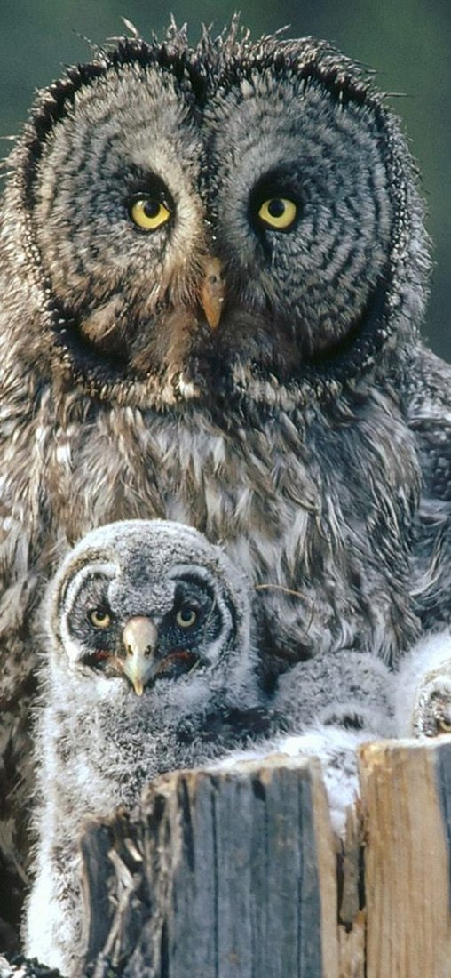 PeelitStickit Owl, Animal Wall Murals ID-055, vinyl