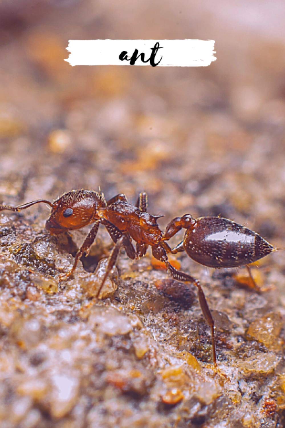 Ant: This notebook is for ant lovers