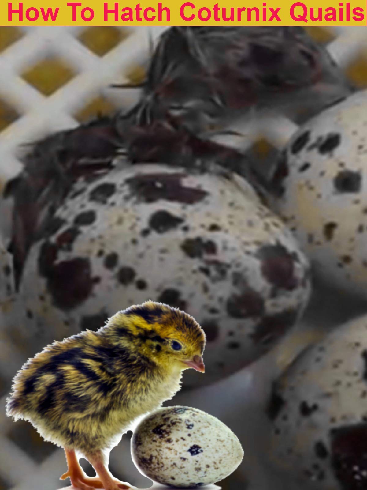 Watch How To Hatch Coturnix Quails Prime Video