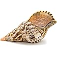 Nautical Crush Trading Conch Shell Decor - Seashell Decor - 6-7" Large Triton Sea Shell - Shells for Decoration - Large Seashells for Crafts - Magic Conch Shell Room Decor