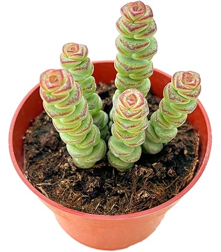 cactus it Mini Rare Cactus Bundle main image 1