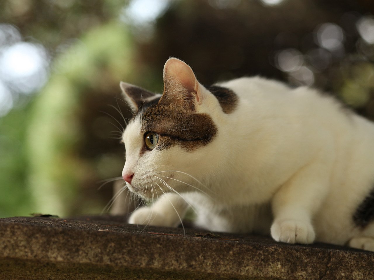 Amazon Co Jp ドラマ版ねこばんを観る Prime Video Amazon Co Jp ドラマ版ねこばんを観る Prime Video