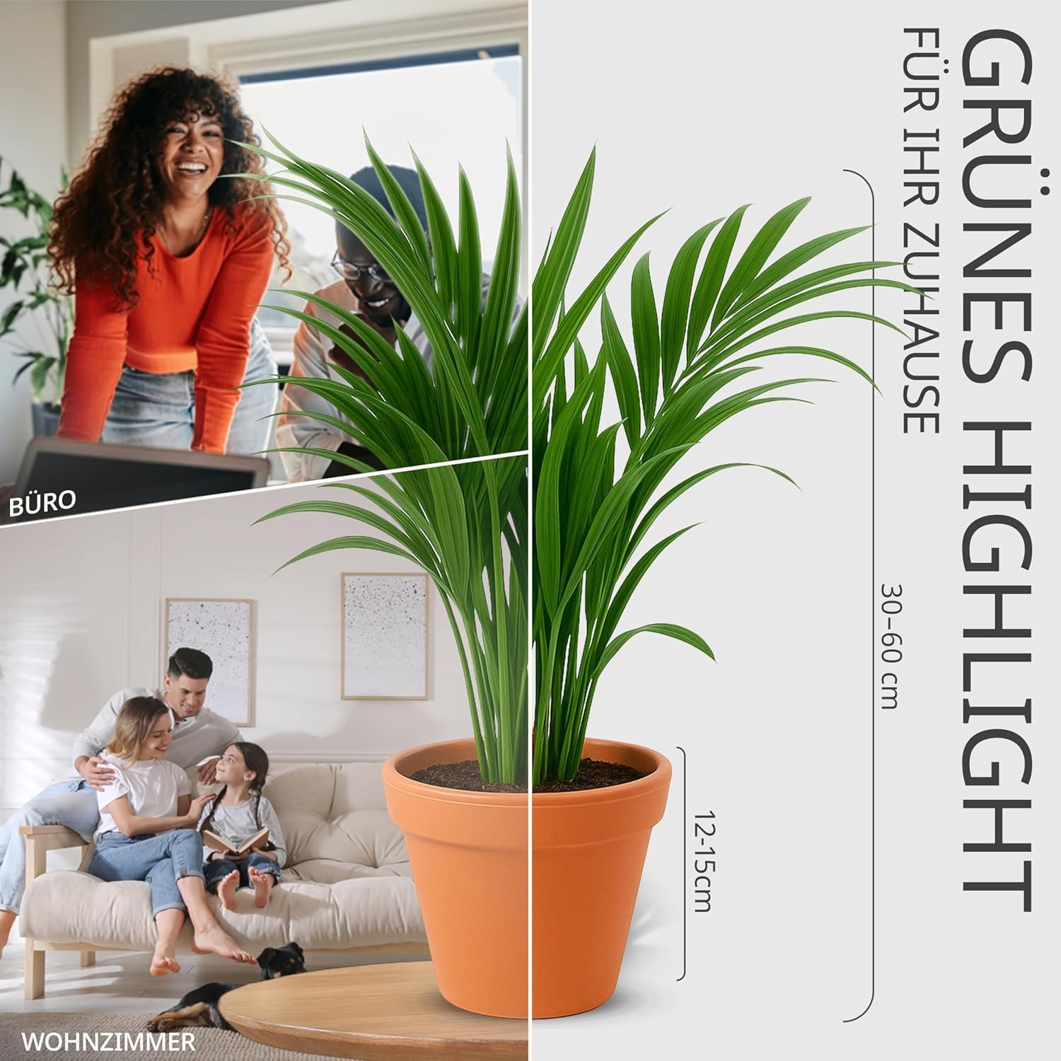 Pflanzenüberraschung | 8er-Set | ca. 30-70 cm | Ø 12-15 cm Topf | Zimmerpflanzen für Wohnung und Büro | Qualität vom Pflanzen Profi | Geniale Raumbegrünung 4