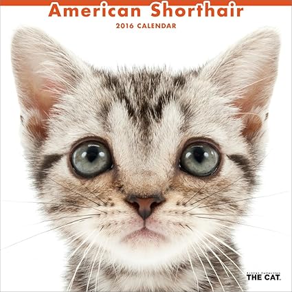 Amazon アメリカン ショートヘア 16年 カレンダー 壁掛け カレンダー 文房具 オフィス用品 Amazon アメリカン ショートヘア 16年 カレンダー 壁掛け カレンダー 文房具 オフィス用品