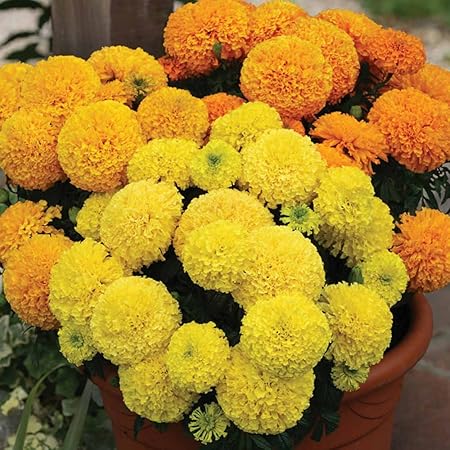 Promote Traders Easy Gardening kit-African Marigold/Genda Flower Indoor Outdoor Plant All Season Growing Seeds-Pack of 50 Seeds