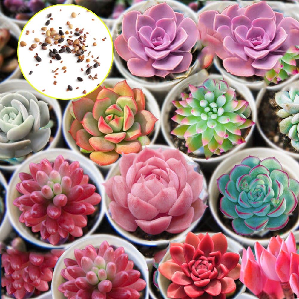 GerdenLove : Pack of 100 Succulents Seeds All Succulent Rare Mixed Potted Flower Organic Seeds