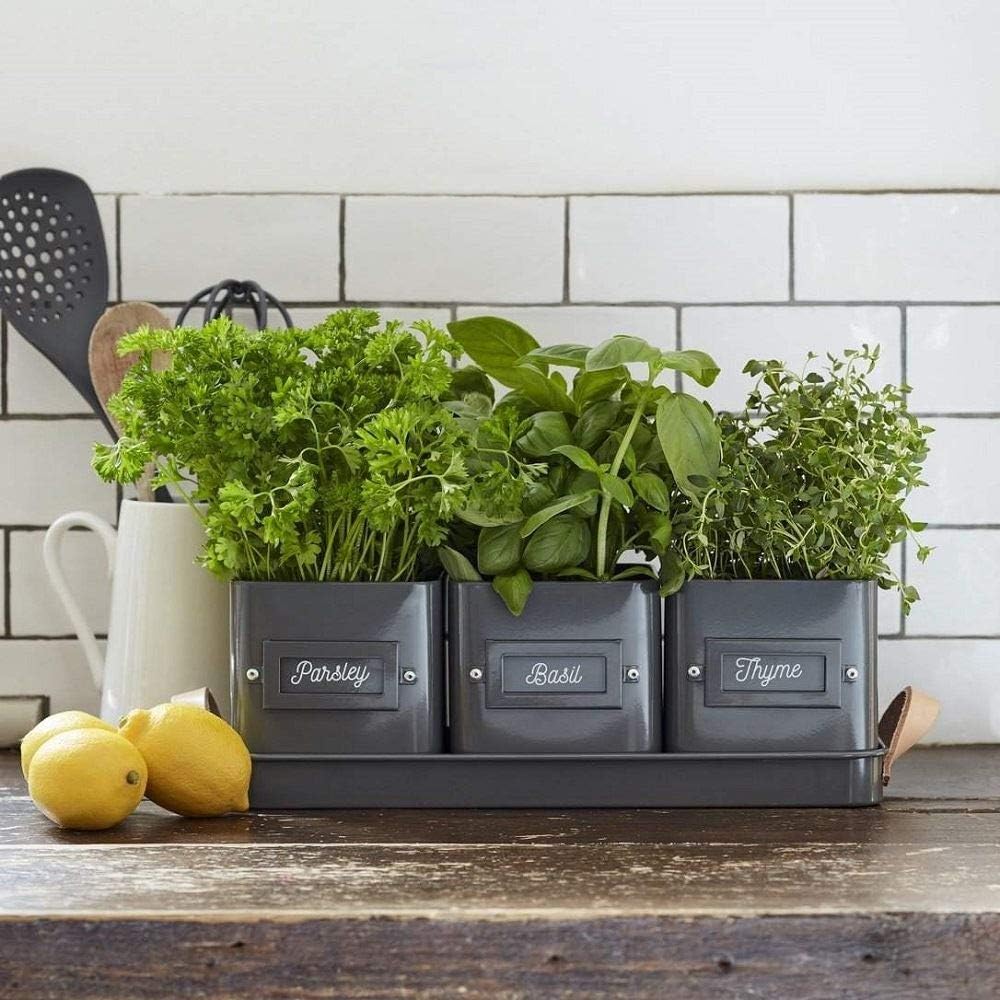 Three Herb Pots in a Tray by Burgon & Ball, Charcoal - Image 4