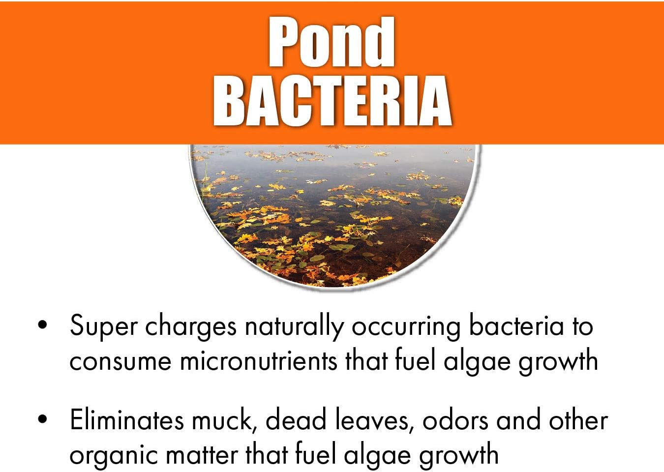 PondWorx Pond Bacteria - Formulated for Large Ponds, Water Features and Safe for Koi - 1 Gallon : Garden & Outdoor