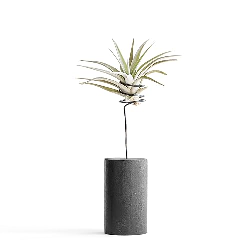Amazon Com Black Air Plant Wire Vase Indoor Shelf Planter
