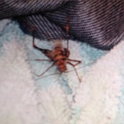 Amazon.com : Eco Defense Organic Home Pest Control Spray ...