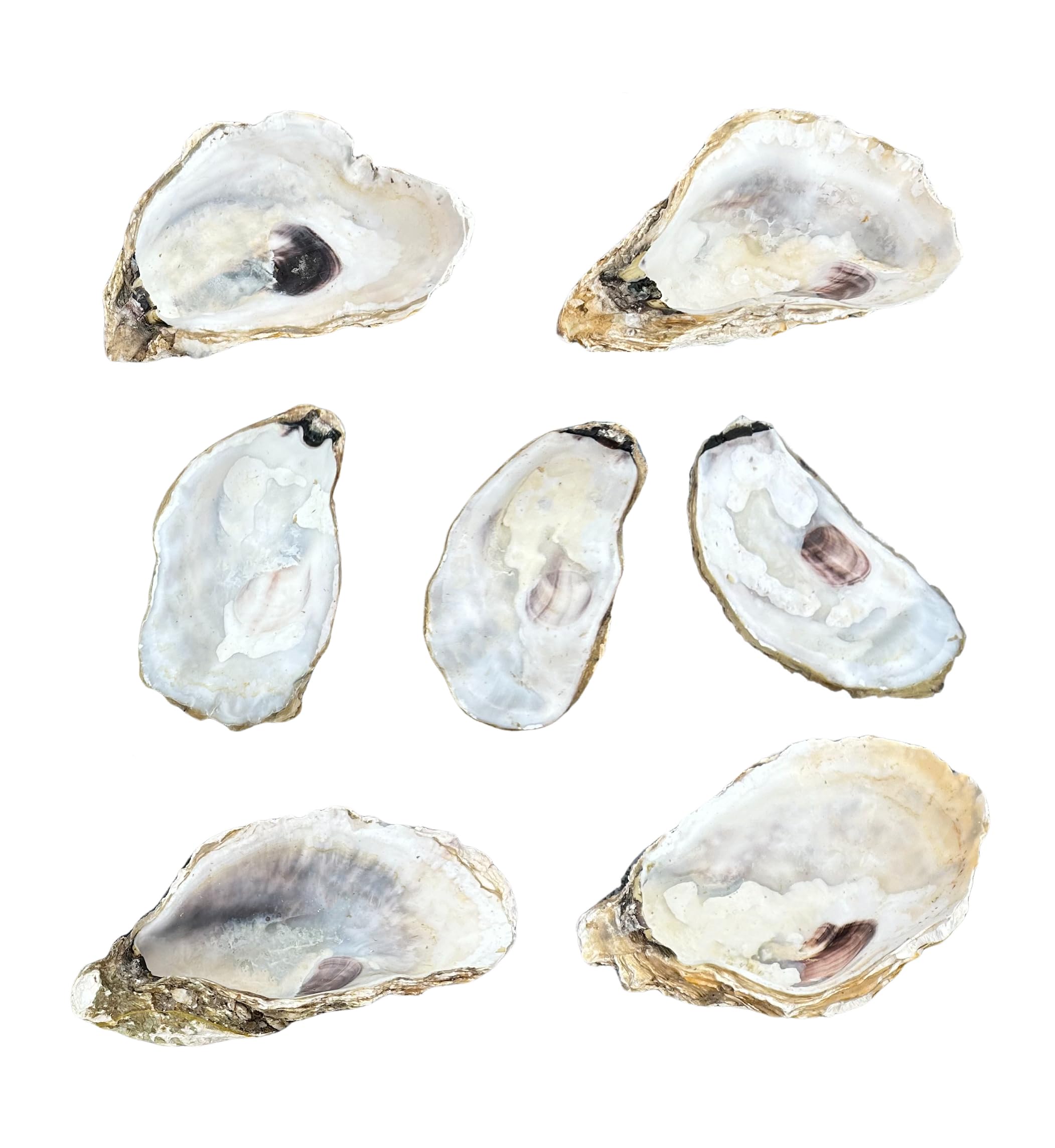 Photo 1 of 7pcs large Oyster Shells 4''-6'' Natural Oyster Shells Bulk for DIY Crafts, Carefully selected and clean.scallop shells for cooking clam shells for crafts