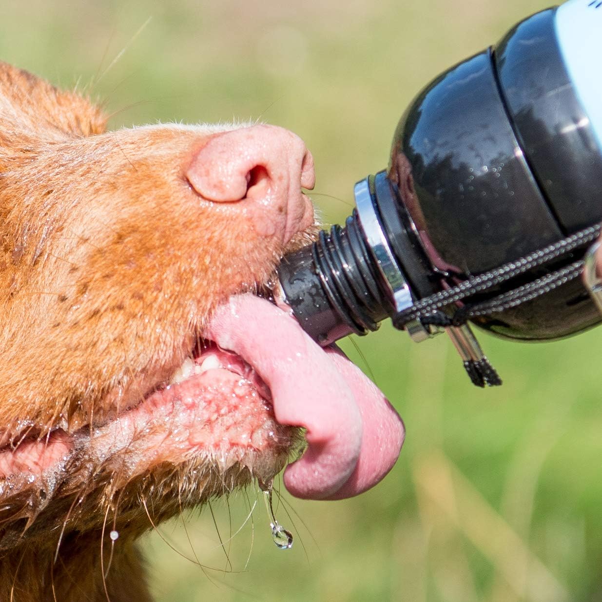 Other Long paws - Pet Water Bottle - Black - 250 ml, clear, SF6035-2 BLACK, 250ml - Image 4