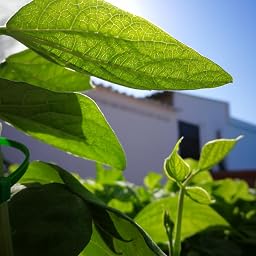Huerto Urbano - Kit Happy Garden Girasol Enano - Batlle: Amazon.es ...