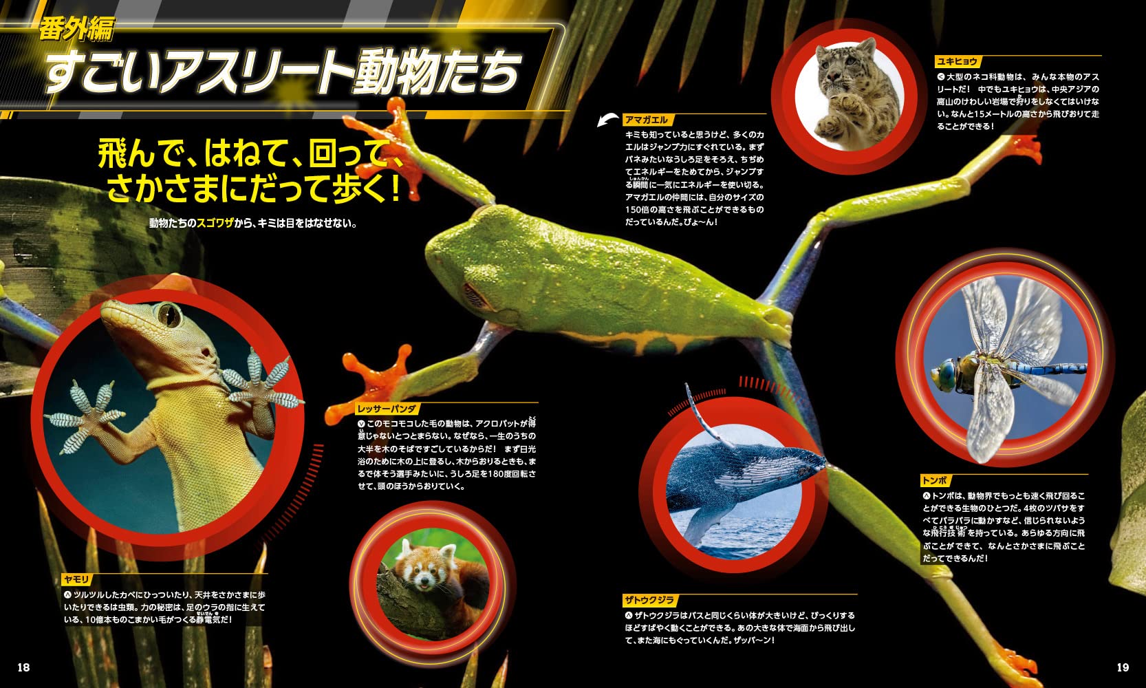 最強 アニマル決定戦 究極のファイター編