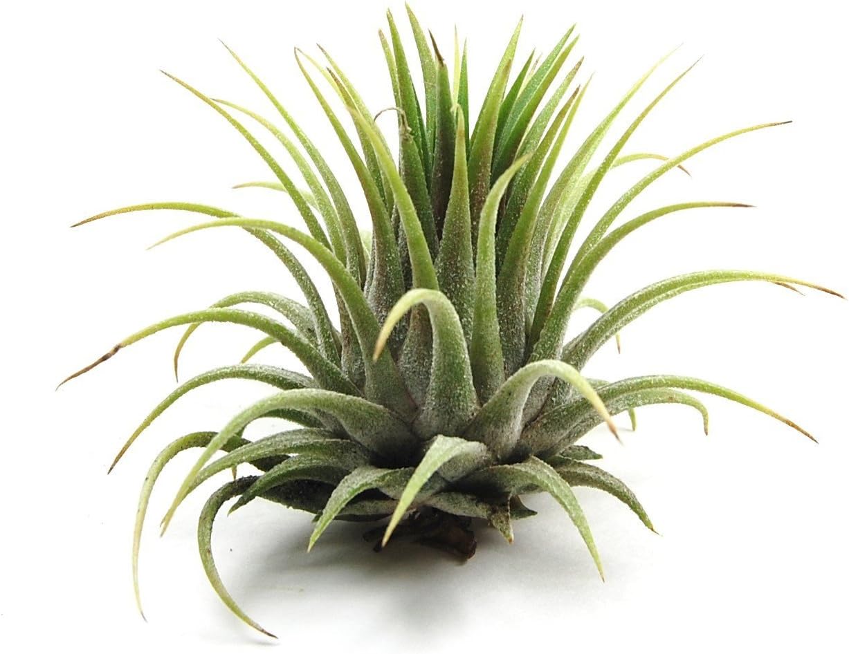 KOO Retails Tillandsia Air Plant BIG Size { 2-3 Inches Hight } Indoor Decor, House Plant, 1 Live Air Plant, No Pot Included