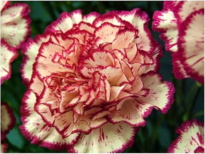PREMIER SEEDS DIRECT Carnation Double Striped 350 Finest Seeds