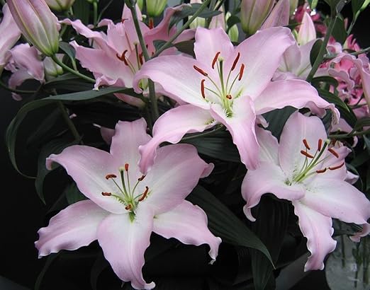 1 Duftende Lilium Oriental Lily Leuchtmittel Marco Polo 16 Cm Fresh Crop Amazon De Garten 1 duftende lilium oriental lily