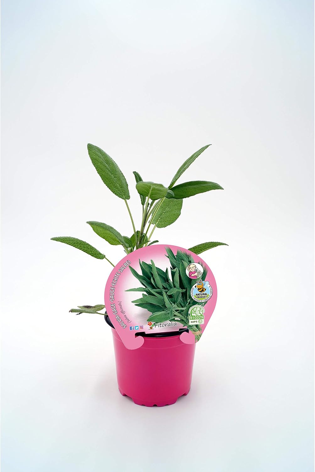 Plantón Natural de Salvia maceta 10, 5 cm de diámetro: Amazon.es ...