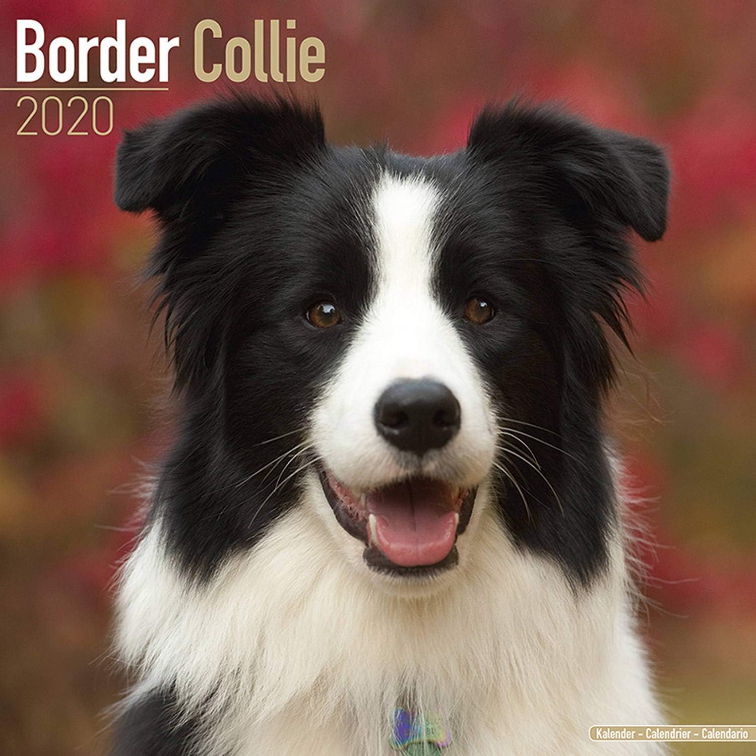Amazon Border Collie Calendar 2020 Dog Breed Calendar Wall Calendar 2019 2020 Office