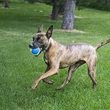 KONG Squeakair Ultra Balls Dog Toy 3 Pack Medium Squeaky Tennis Balls view 3