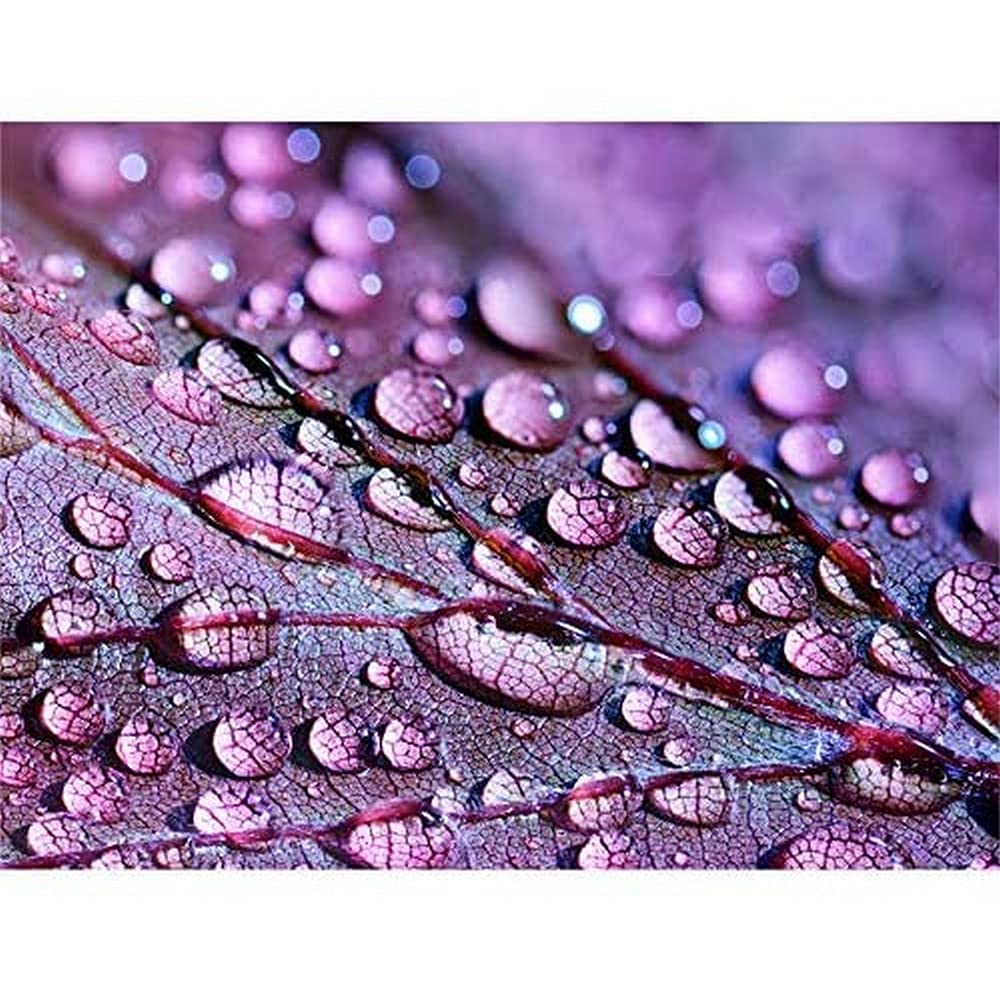 Water Droplets Leaf Macro Canvas Wall Art Print