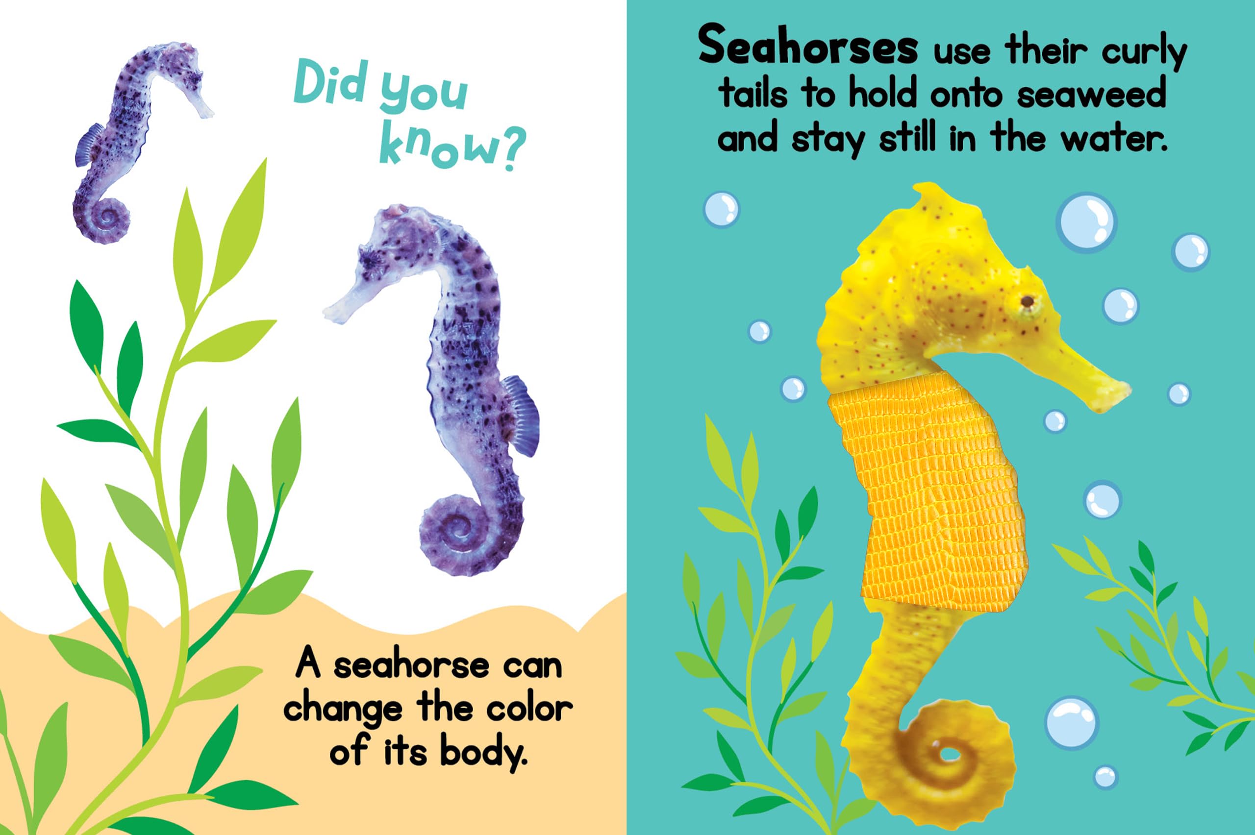 Ocean Friends - Touch and Feel Board Book - Sensory Board Book