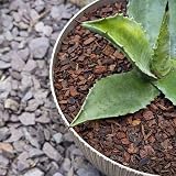 bhomescent Orchid Bark Chips Natural Bark for Orchids Reptiles Vivariums 1L view 5