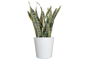 U UNITED NURSERY United Nursery Live Snake Plant, Sansevieria Trifasciata Laurentii, Variegated Snake Plant, 2-3 ft. Tall Mother in Laws Tongue House Plant for Indoor and Outdoor (Cream Decor Pot)