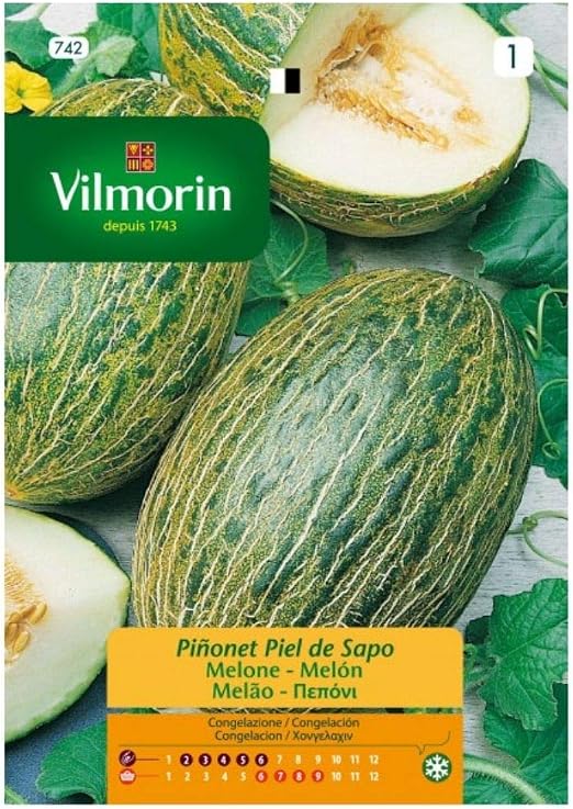 Semillas de MELÓN PIÑONET PIEL DE SAPO Vilmorin - Sobre 5g: Amazon ...