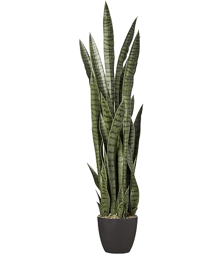 black coral snake plant leaves coming out Snake Plant 'Black Coral'  Greenland Garden Centre