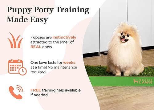 DoggieLawn Real Grass Puppy Pee Pads- 24 x Inches Perfect