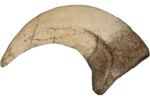 SKULLS UNLIMITED INTERNATIONAL Mini Velociraptor Dinosaur Claw (Actual Size Recreation)