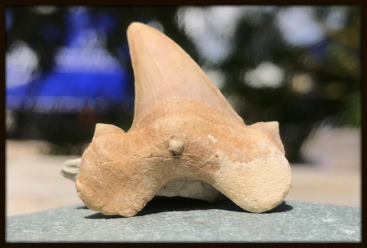 REAL Fossil Lamna otodus tooth - Approx. 1" [FS9061]
