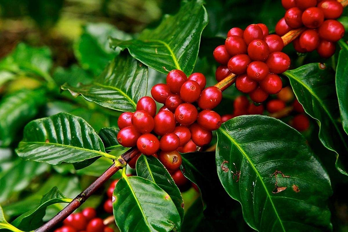Greenish Valley Rare Robusta Coffee Bean Exotic Live Plant: Amazon.in: Garden & Outdoors