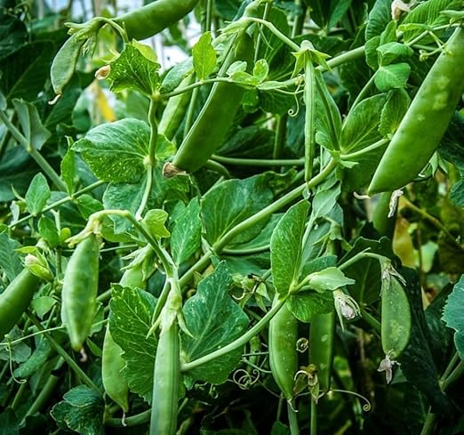 Rápidos de azúcar comestible Pod Inglés Ejecución de guisante de ...