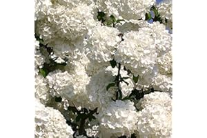 PLANTS BY MAIL Chinese Snowball Viburnum (2.5 Gallon) Flowering Semi-Evergreen Shrub with White Hydrangea-Like Blooms - Full to Part Sun Live Outdoor Plant…