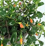 Ohio Grown Goldfish Plant - 6" Hanging Basket - Blooms Frequently!