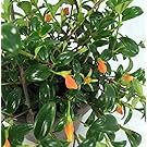 Ohio Grown Goldfish Plant - 6" Hanging Basket - Blooms Frequently!