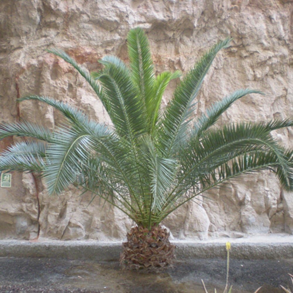 Hardy Phoenix Palm Tree, Green, Single Tall - Image 3