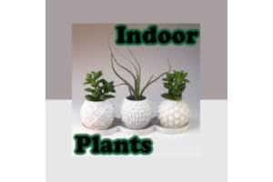 Indoor Plants